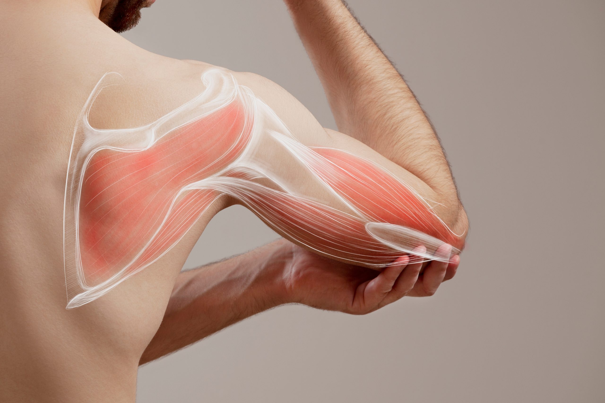 An anatomical illustration of shoulder and arm muscles, supporting the guide on semaglutide vs tirzepatide and muscle loss during weight loss.